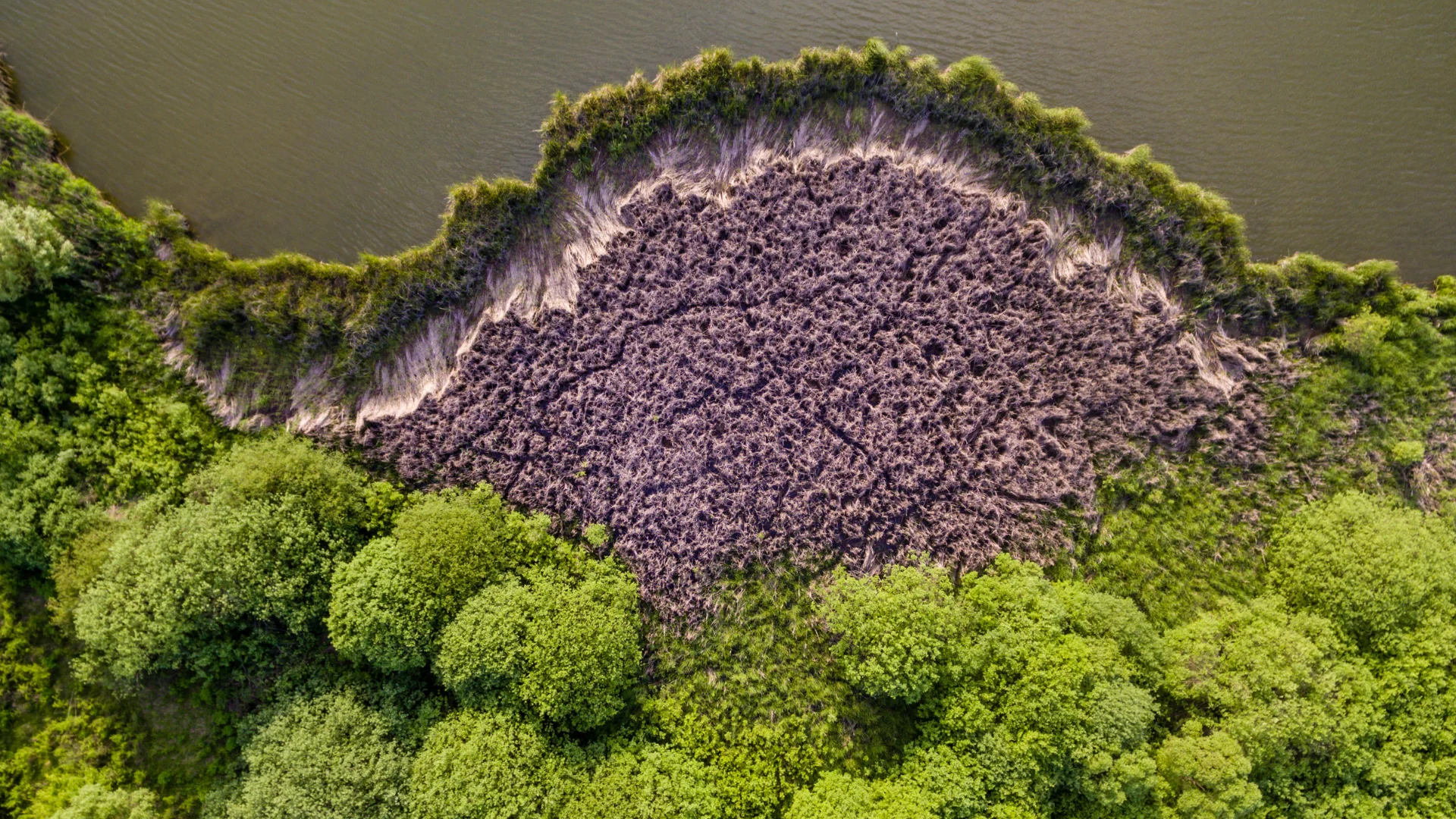 Aerial view of heathland - organic patterns representing developmental pathways