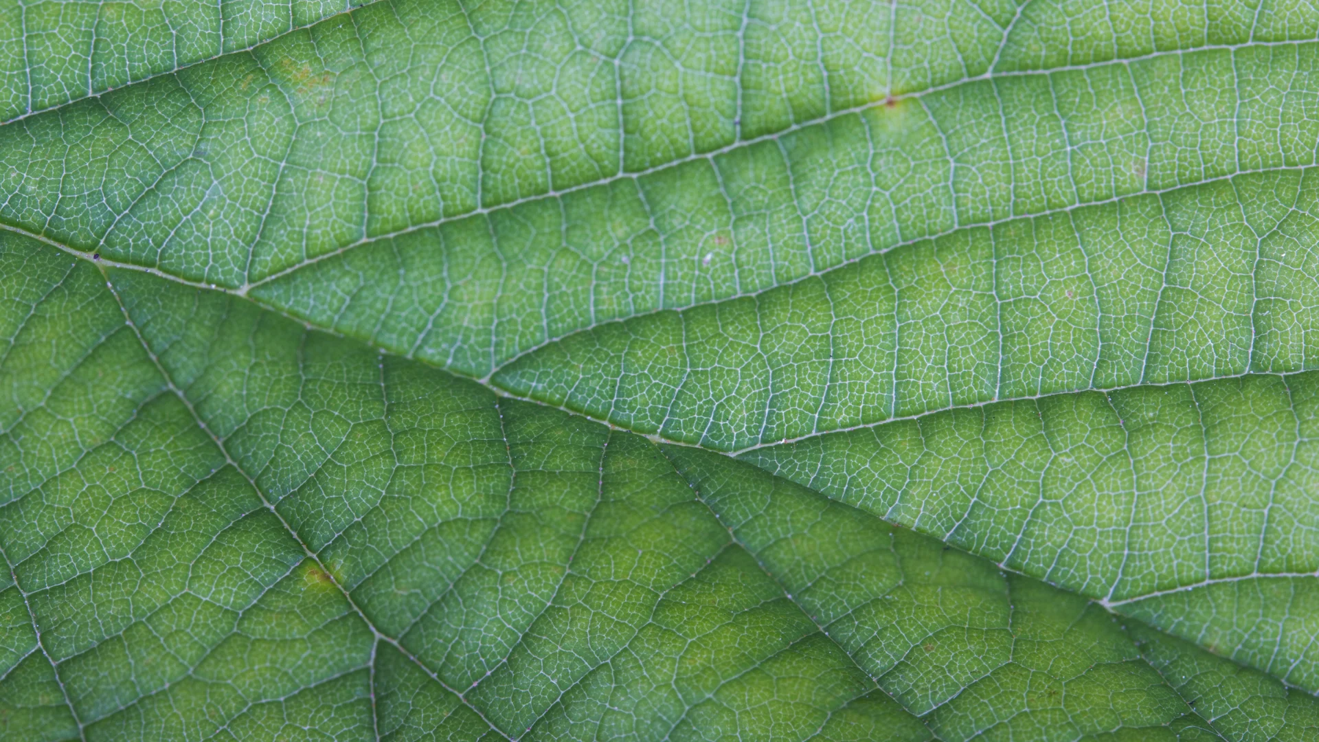 Macro photograph of leaf vein network - representing the structured classification of the Skills Taxonomy