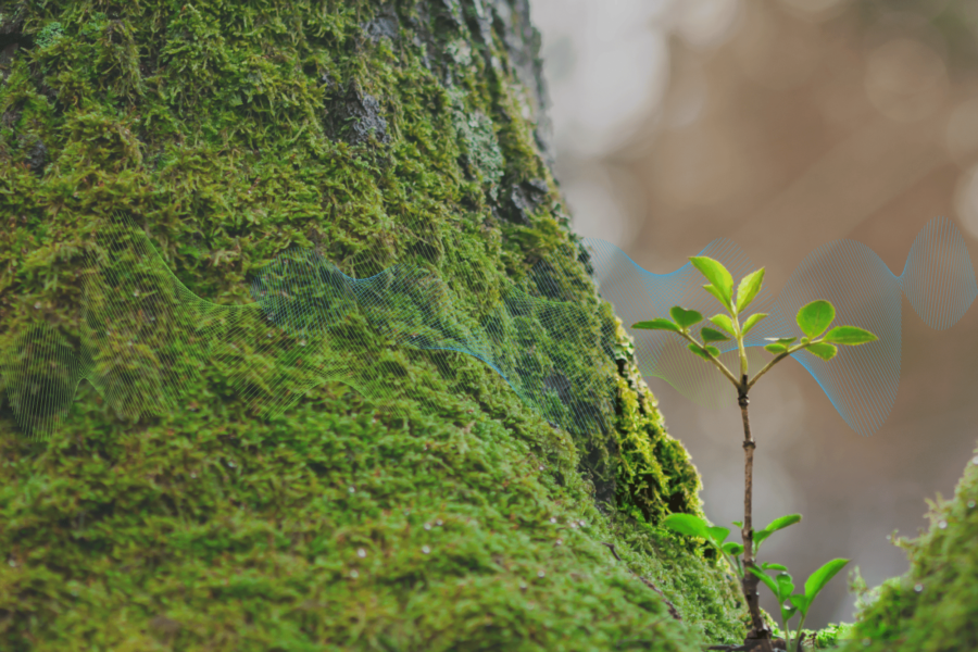Small green plant growing between moss-covered tree trunks symbolizing talent growth and development in a 9-box talent grid strategy